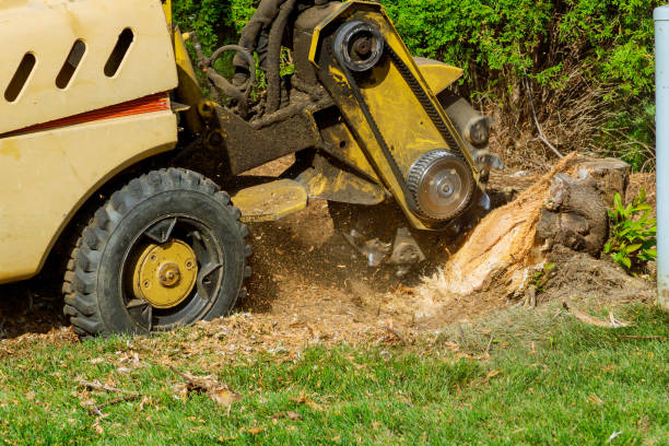 Large Tree Removal in Mount Carroll, IL